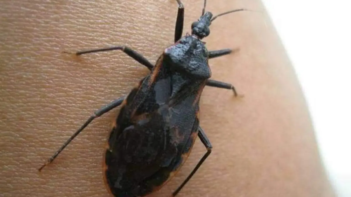 Secretaría de Salud alerta a la población sobre la enfermedad de Chagas